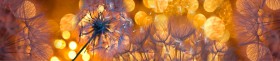 Кухонный фартук Мерцание Одуванчики золотистые 3 серебро в Череповце - cherepovec.katalogmebeli.com | фото
